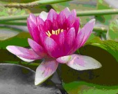 lotus painting image healthtips images